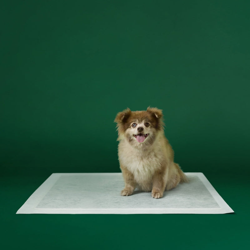 Disposable Dog Pee Pads with AbsorbShield+ Technology Y8